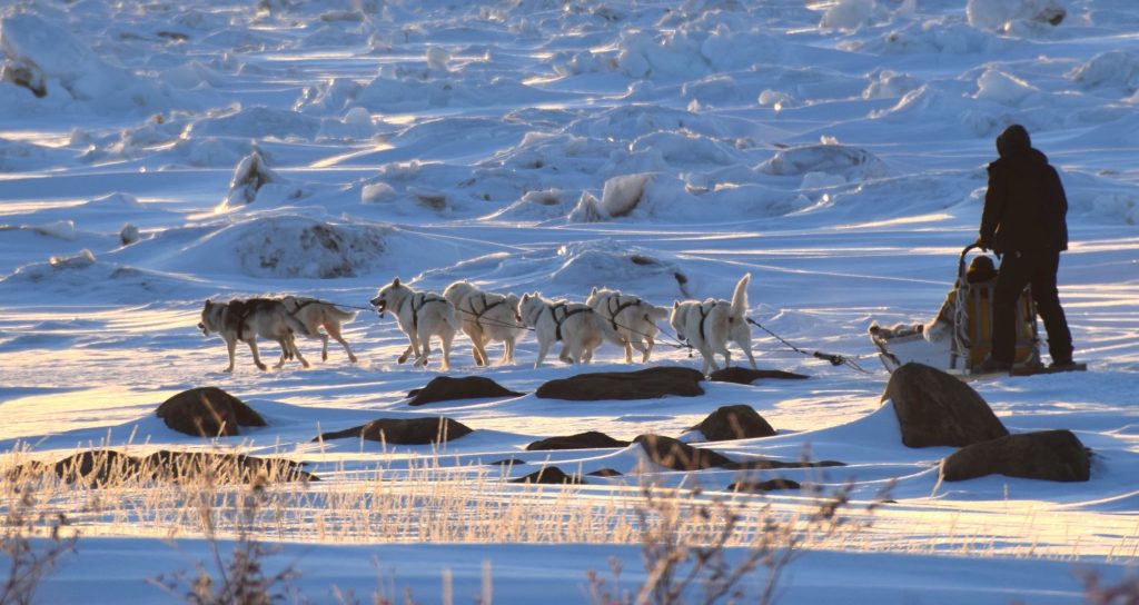 Dogsled tour at Seal River Heritage Lodge