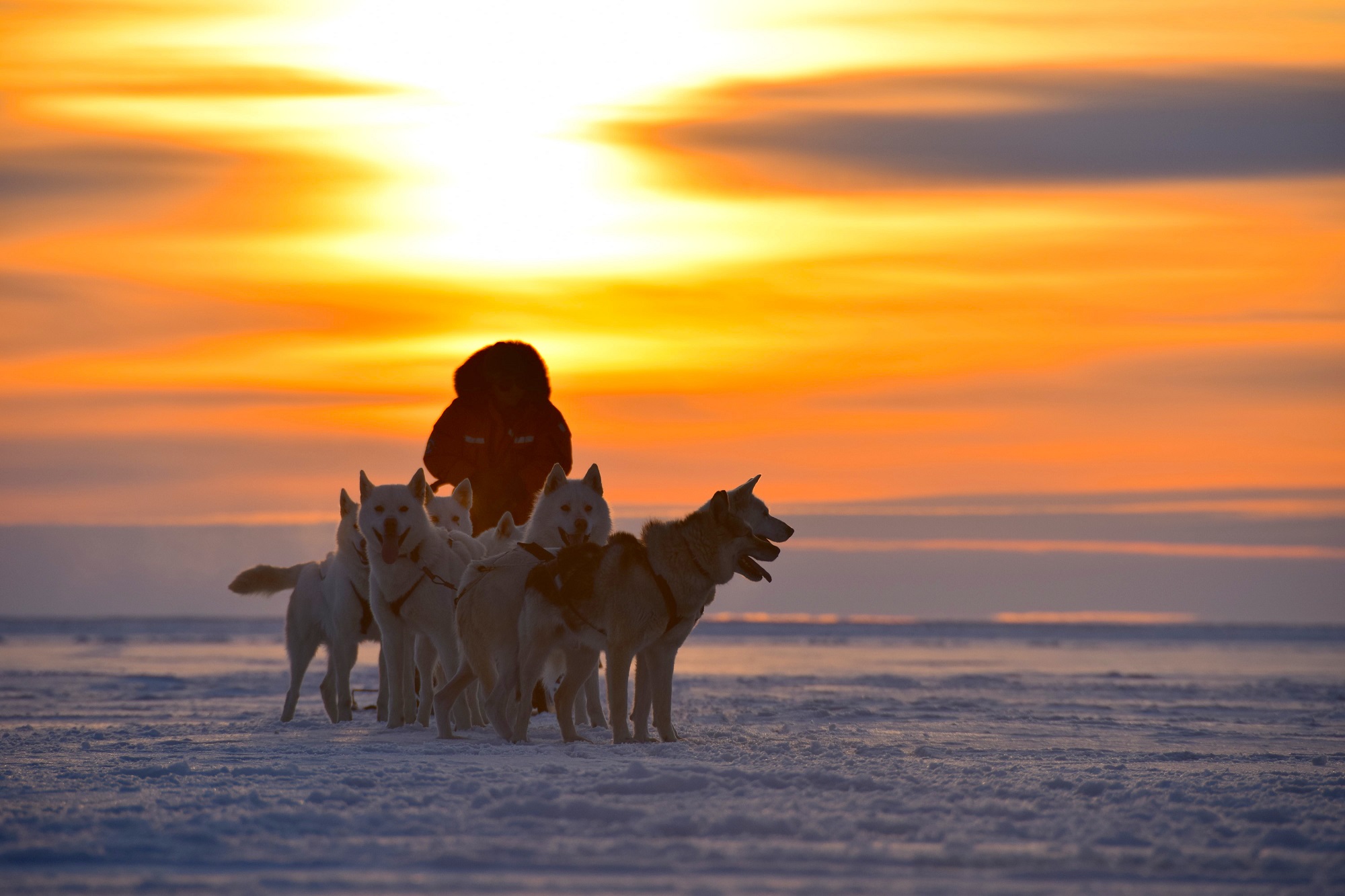 Dogsled team at Seal River Heritage Lodge