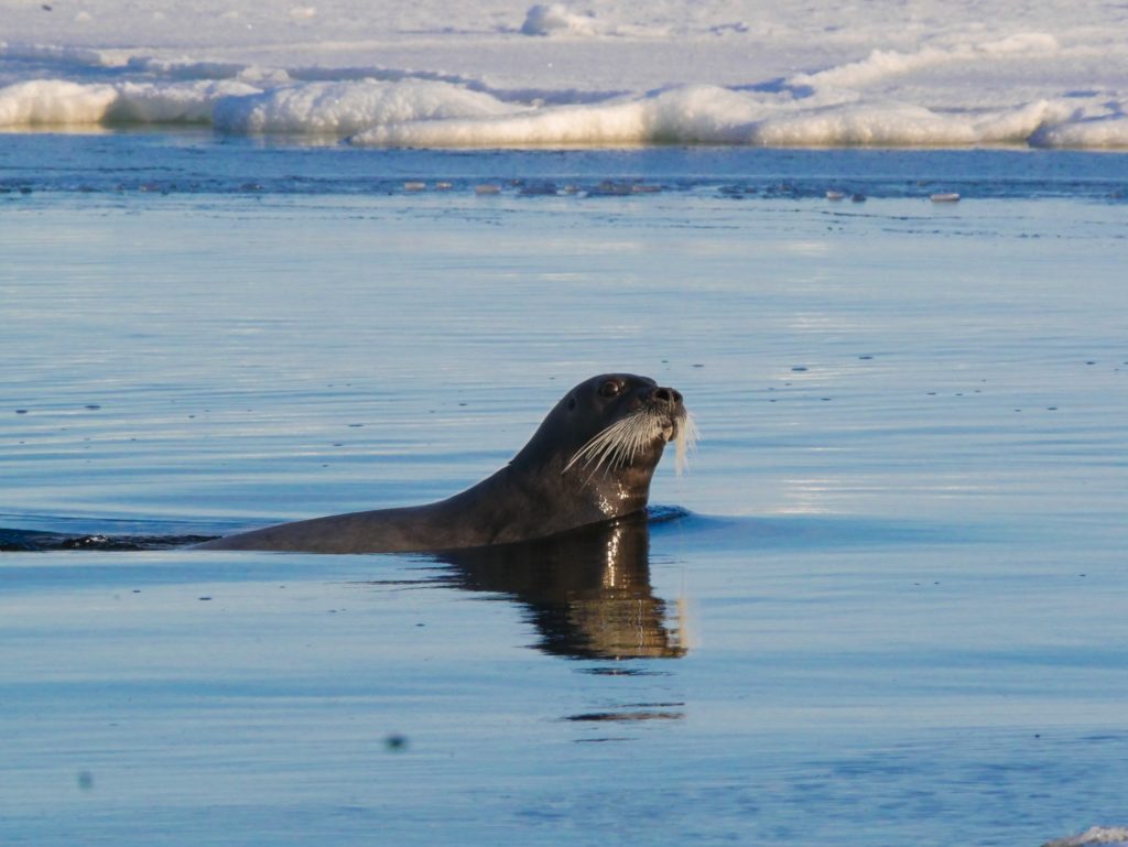 Bearded seal swims past the floe edge near Seal River Heritage Lodge