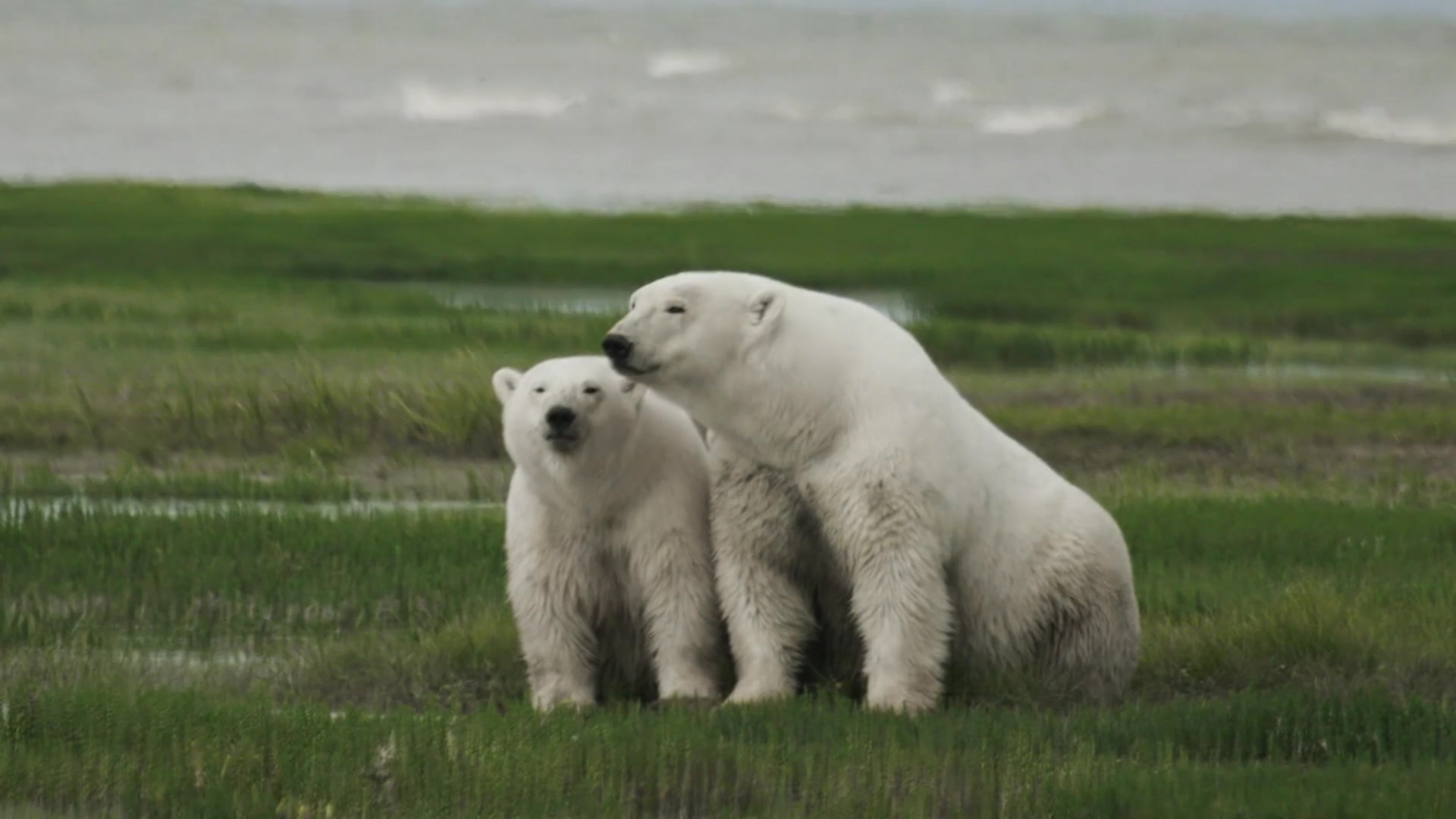 Mom and cub. Nanuk Polar Bear Lodge. Build Films photo.