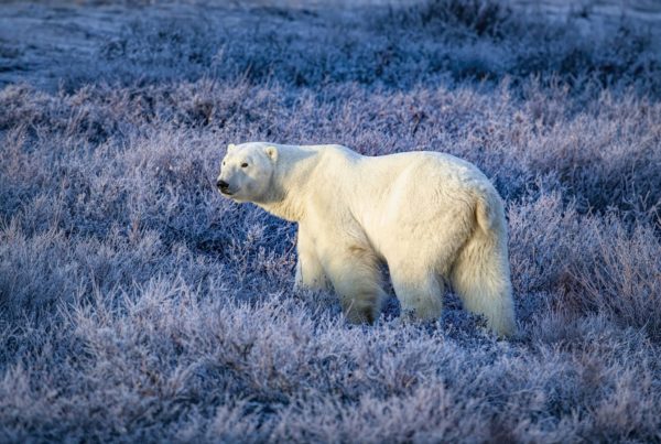 Frosty polar bear. Churchill Wild. Rob Julien photo.