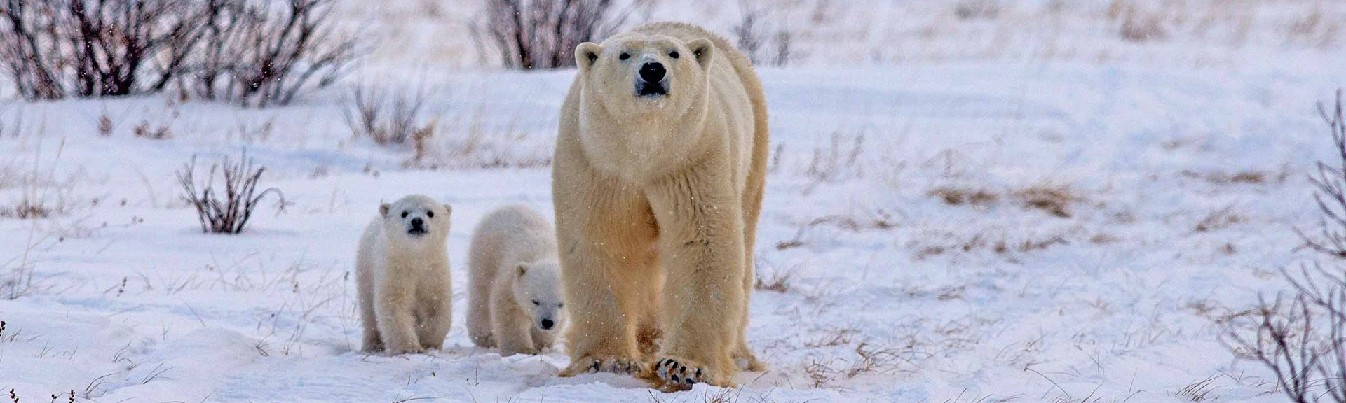Polar bear mom and cubs. Den Emergence Quest. Nanuk Polar Bear Lodge. Josh Robson photo.