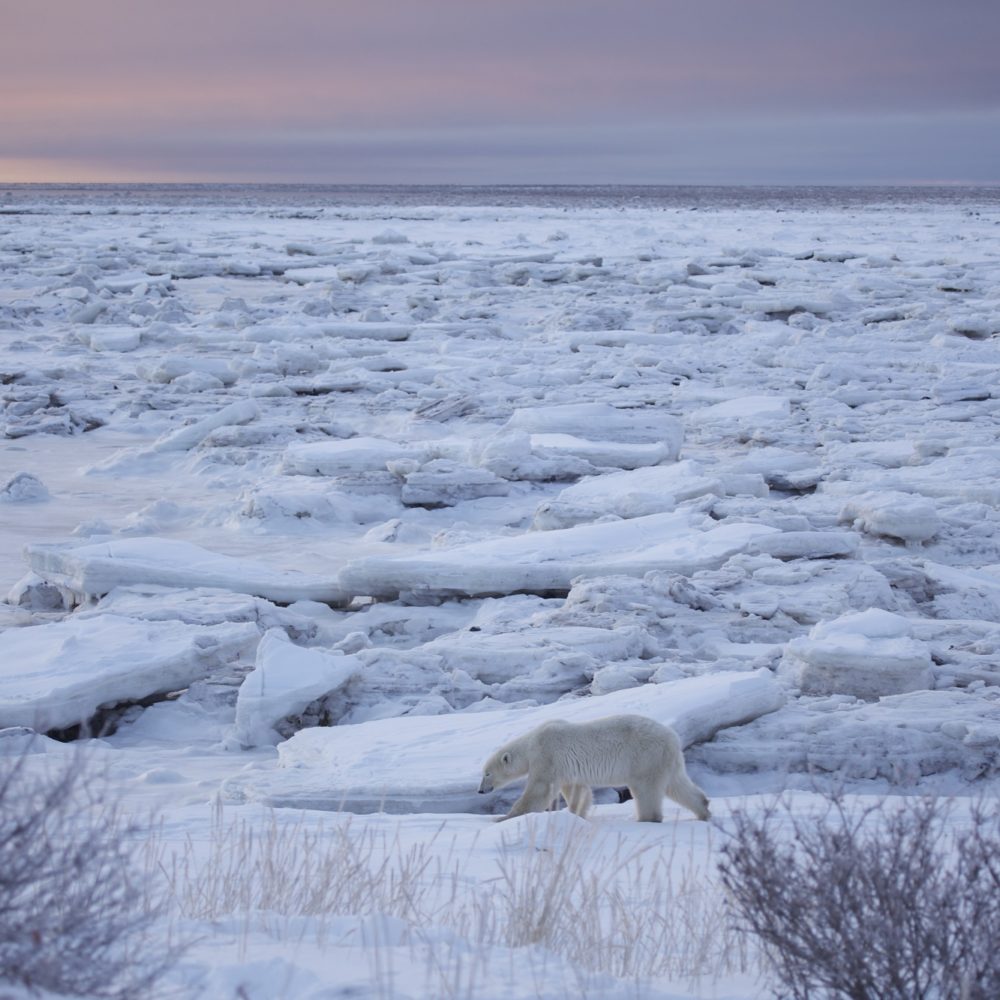 Polar bear near the sea ice in the Hudson Bay. Jessica Ellis photo.