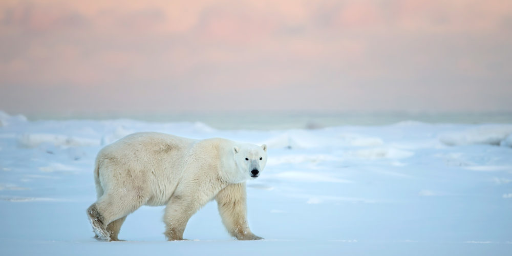 Pastel polar bear. Seal River Heritage Lodge. Fabrizio Moglia photo.