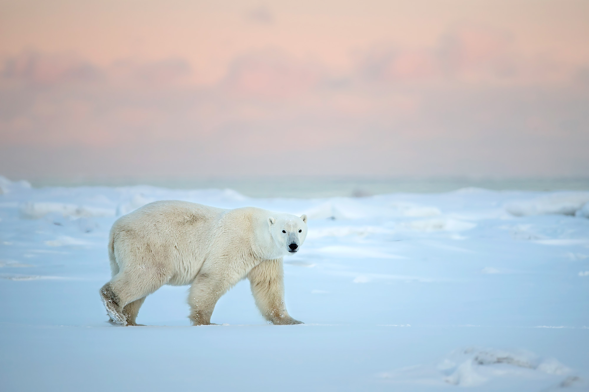 Polar bear. Photo Safari. Fabrizio Moglia photo.