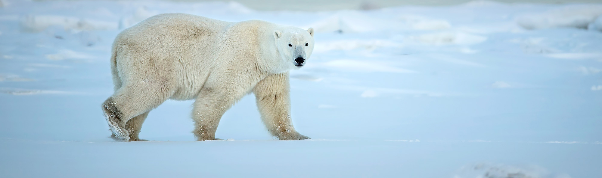 Yes! The Churchill Polar Bears Are Doing Well!