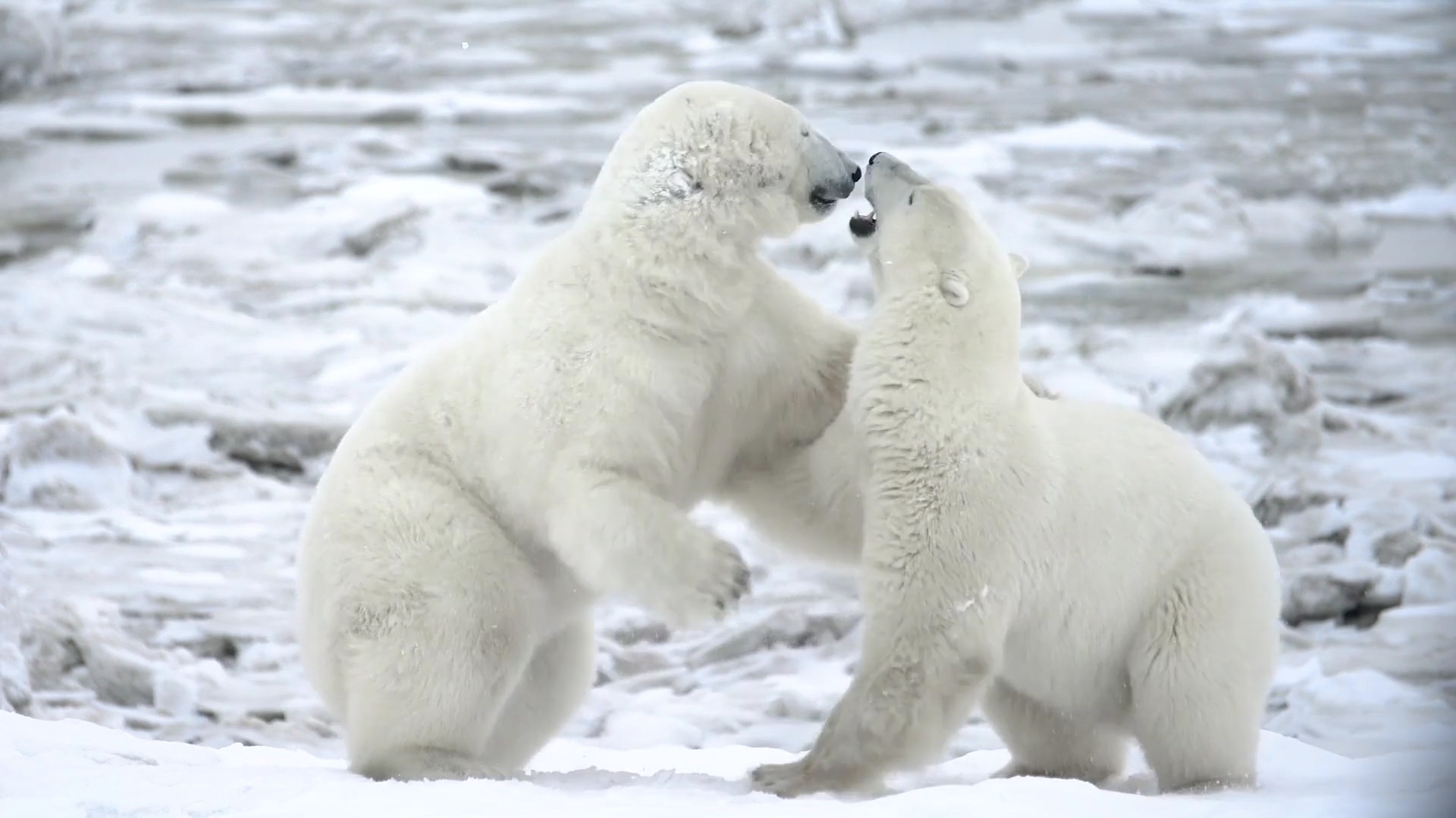 Sparring bears. Seal River Heritage Lodge. Build Films photo.