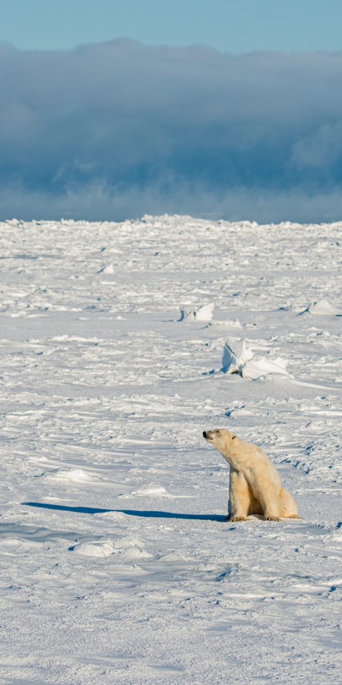 Polar Bear. Seal River Heritage Lodge. Scott Calffee photo.