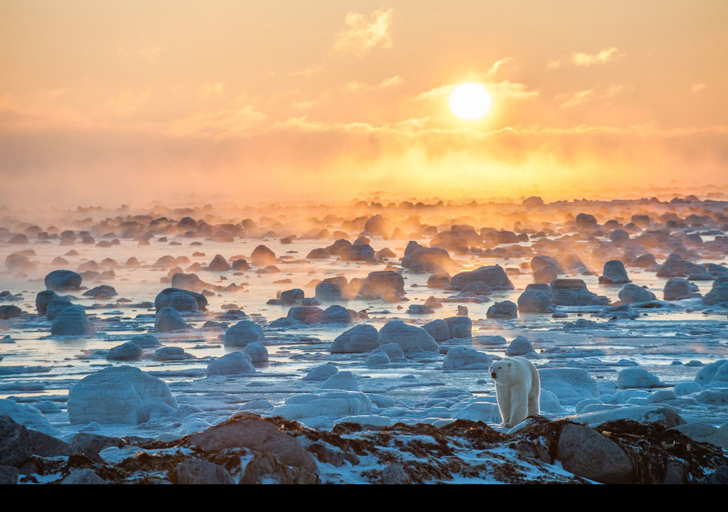 Polar bear sunset on the Hudson Bay. Sean Crane photo.