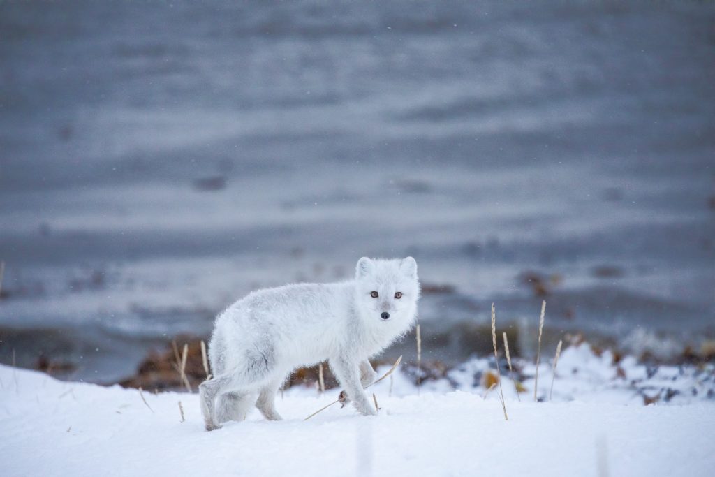 Arctic fox.Hudson bay. Chase Teron photo.