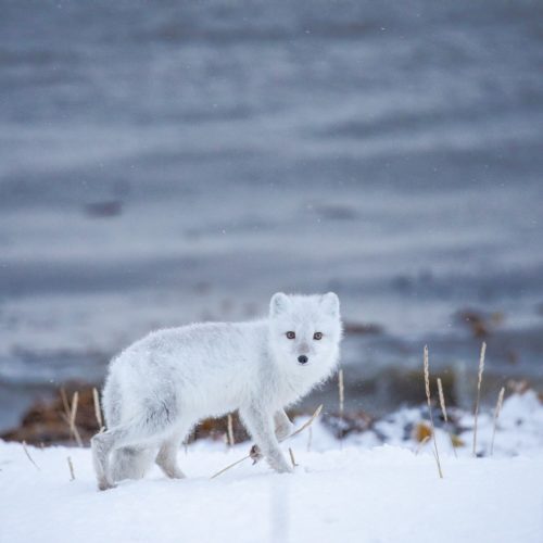 Arctic fox.Hudson bay. Chase Teron photo.