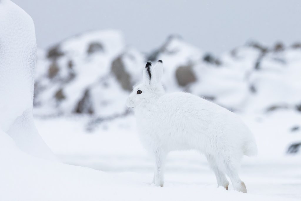 Arctic hare camouflage. Churchill Wild. Chase Teron photo.