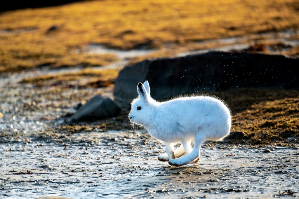 Arctic hare. Fall Dual Lodge Safari. Jason Okazaki photo.