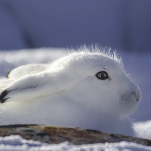 Arctic hare in the winter. Nanuk Polar Bear Lodge. Jad Davenport photo.