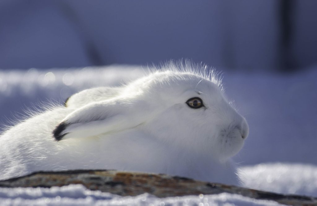 Arctic hare. Nanuk Polar Bear Lodge. Jad Davenport photo.