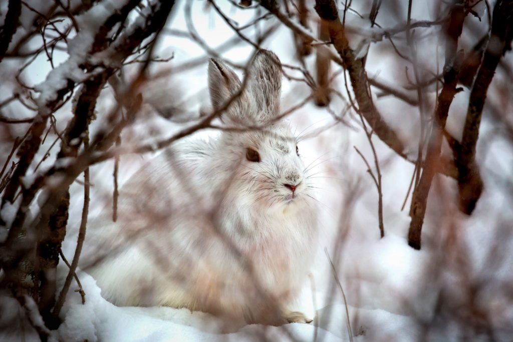 Arctic hare hiding in the willows. Seal River Heritage Lodge. Karl Heinz-Hoefert photo.