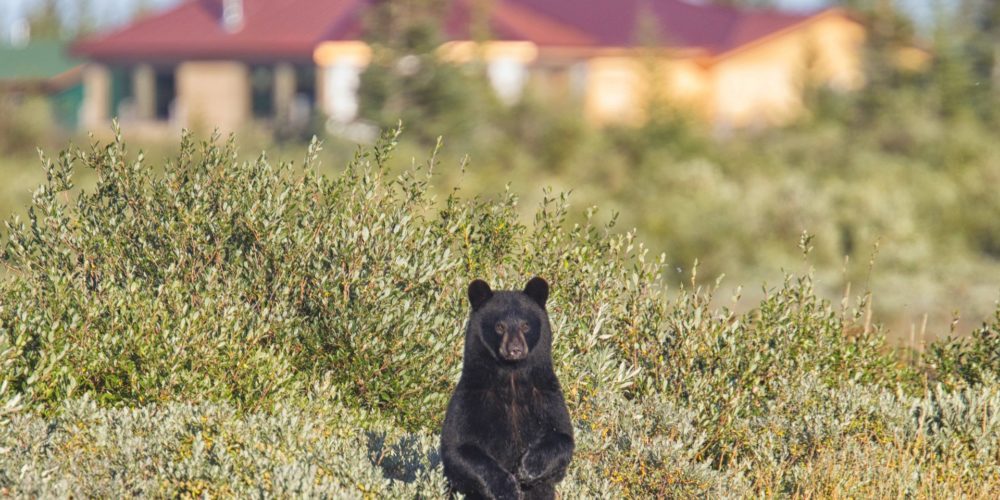 Black bear at Nanuk Polar Bear Lodge. Robert Postma photo.