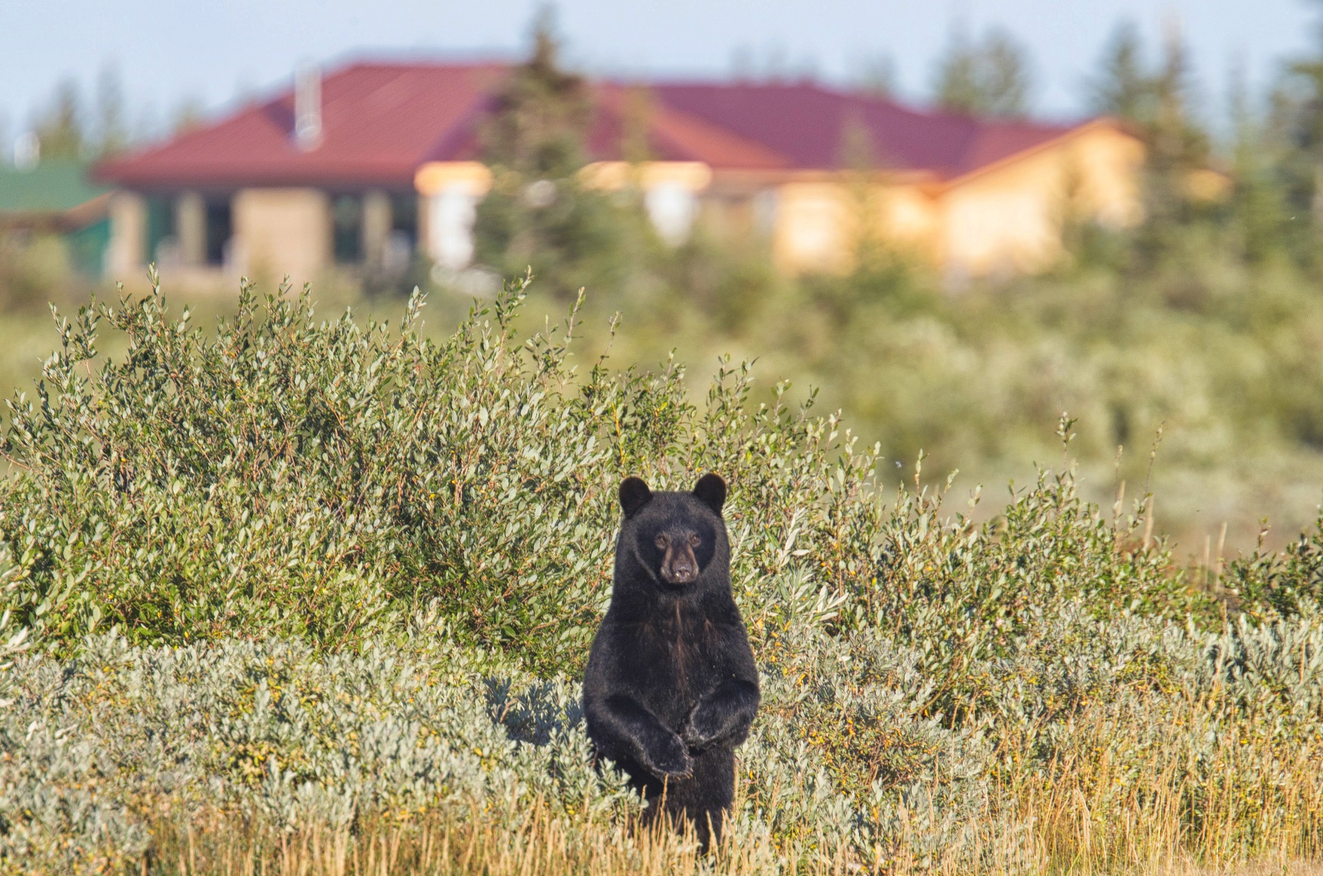 Black bear at Nanuk Polar Bear Lodge. Robert Postma photo.