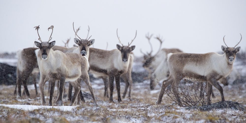 Caribou herd at Seal River Heritage Lodge. Andy Skillen photo.