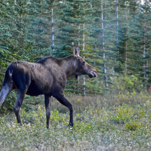 Cow moose. Nanuk Polar Bear Lodge. Sandra Cargill photo.