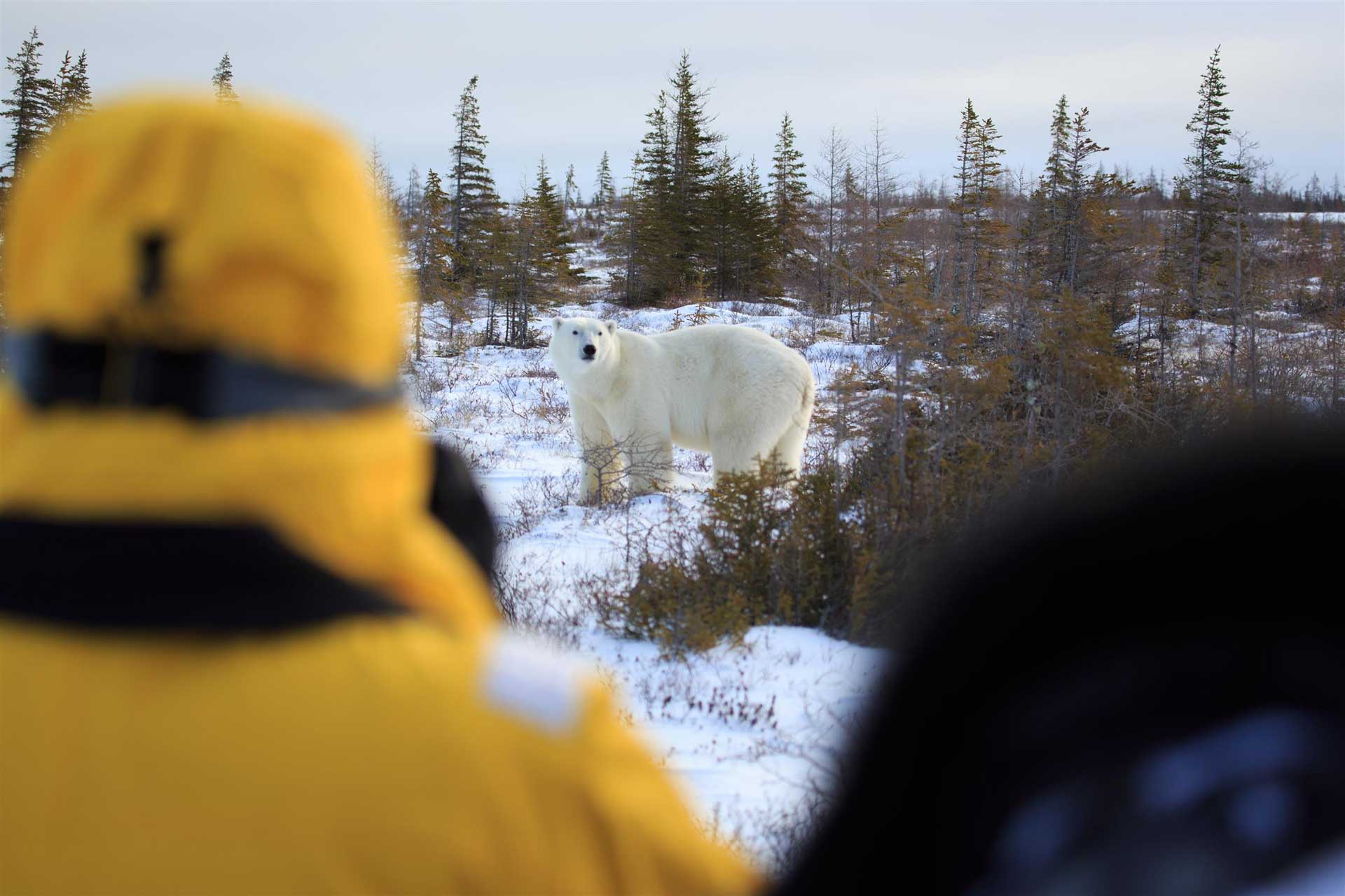 Ethical wildlife viewing at Churchill Wild. Beatrice Jorns photo. Great Ice Bear Adventure. Dymond Lake Ecolodge.