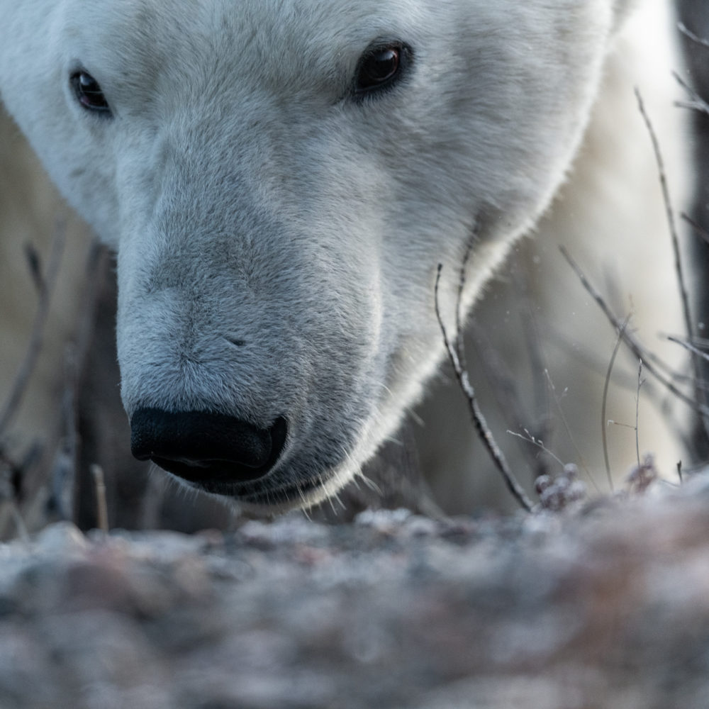 Polar bear stare. Fall Dual Lodge Safari. Jason Okazaki photo.