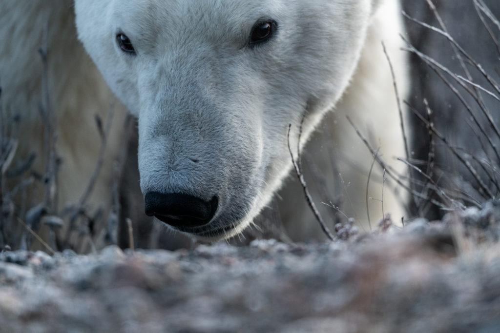 Polar bear stare. Fall Dual Lodge Safari. Jason Okazaki photo.