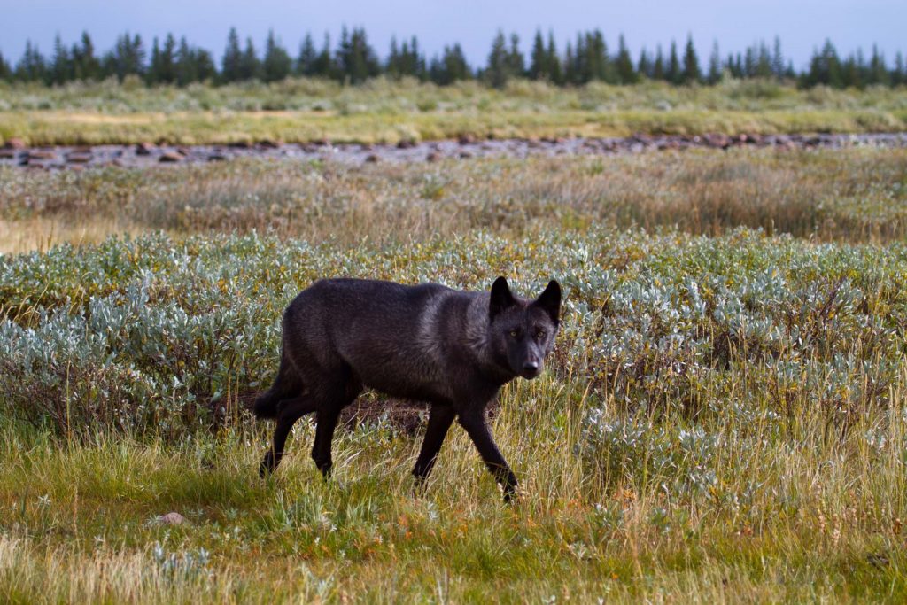 Wild wolf. Nanuk Polar Bear Lodge. Didrik Johnck photo.