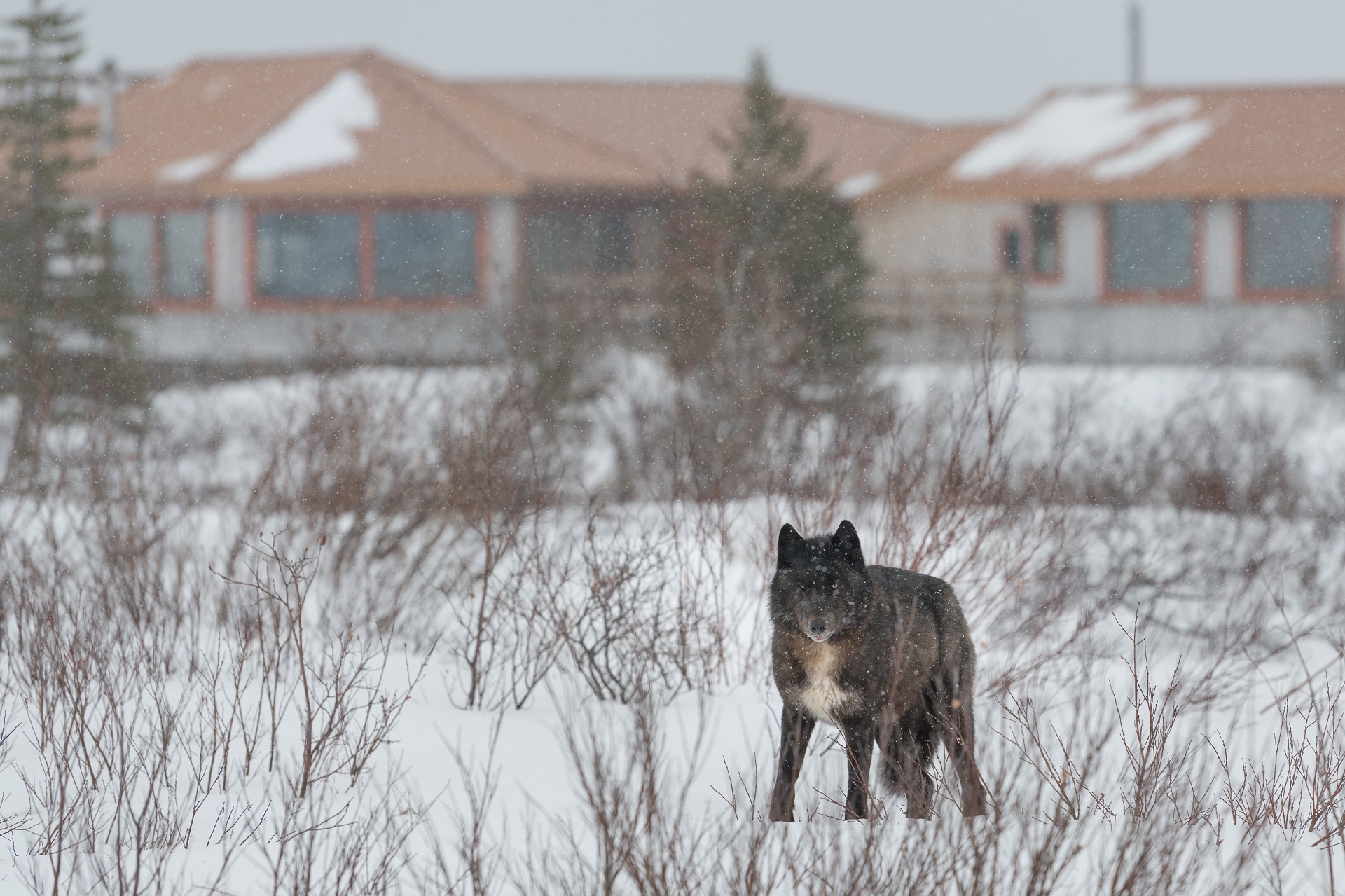 Gray wolf in front of Nanuk Polar Bear Lodge. Gillian Llyod photo.