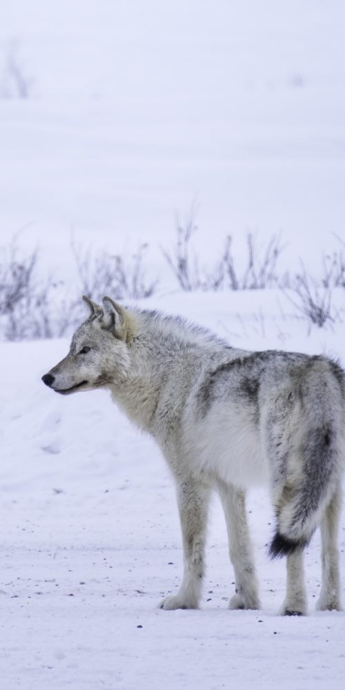 Grey wolf in the snow. Nanuk Polar Bear Lodge. Jad Davenport photo.