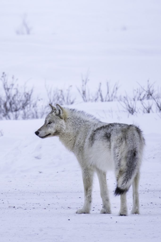 Grey wolf in the snow. Nanuk Polar Bear Lodge. Jad Davenport photo.