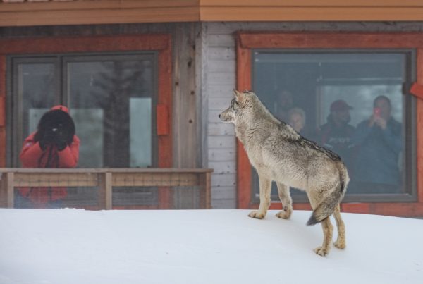Grey wolf at Nanuk Polar Bear Lodge. Jad Davenport photo.
