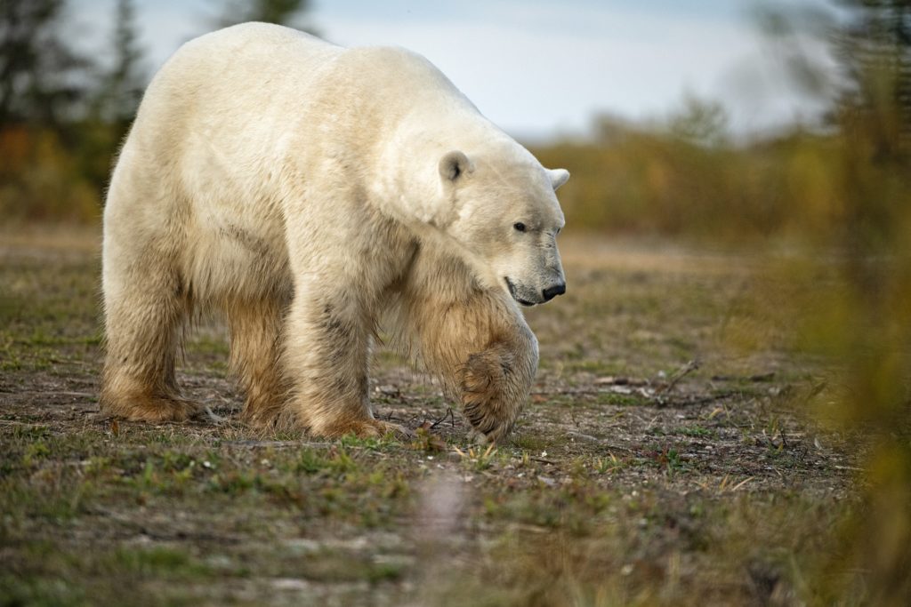 Polar bear. Nanuk Polar Bear Lodge. Jaisal Singh photo.