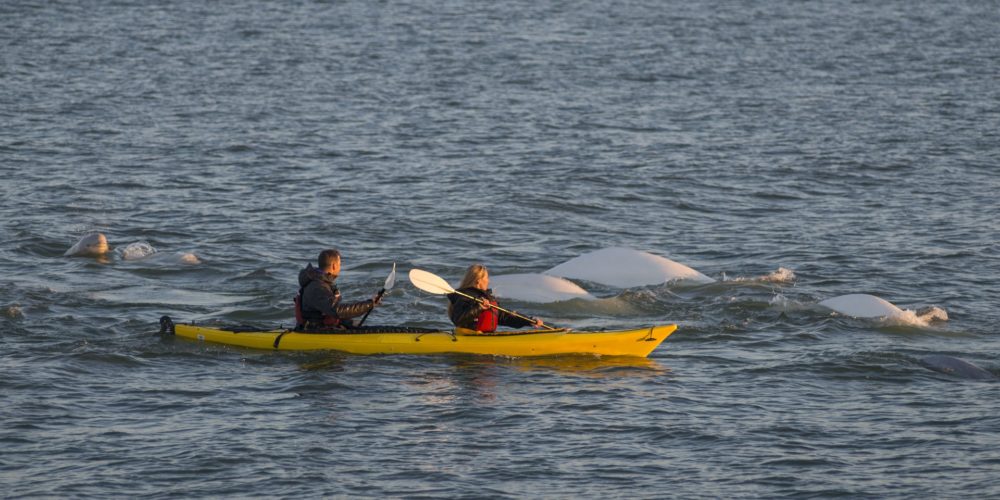 Kayaking with belugas. Sea North Tours.
