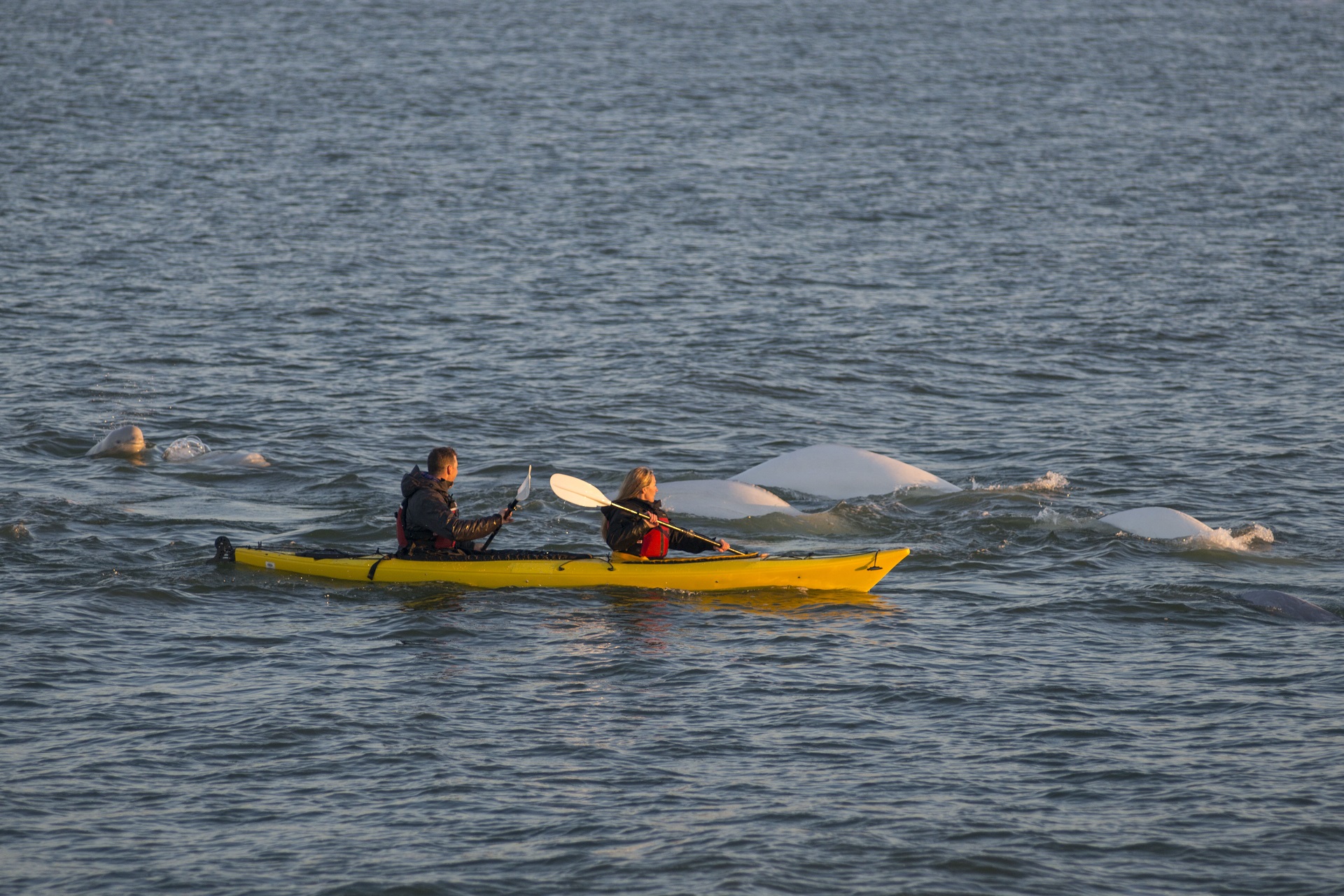 Kayaking with belugas. Sea North Tours.