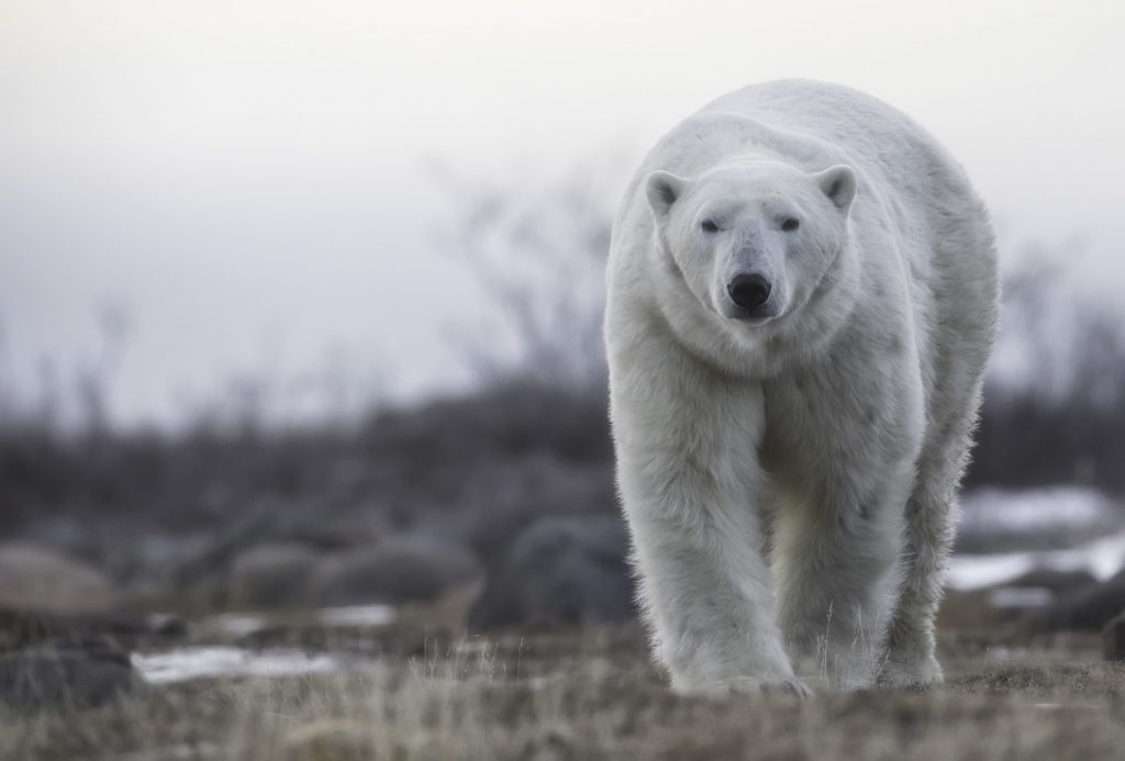 Large male polar bear. Nanuk Polar Bear Lodge. Robert Postma photo.