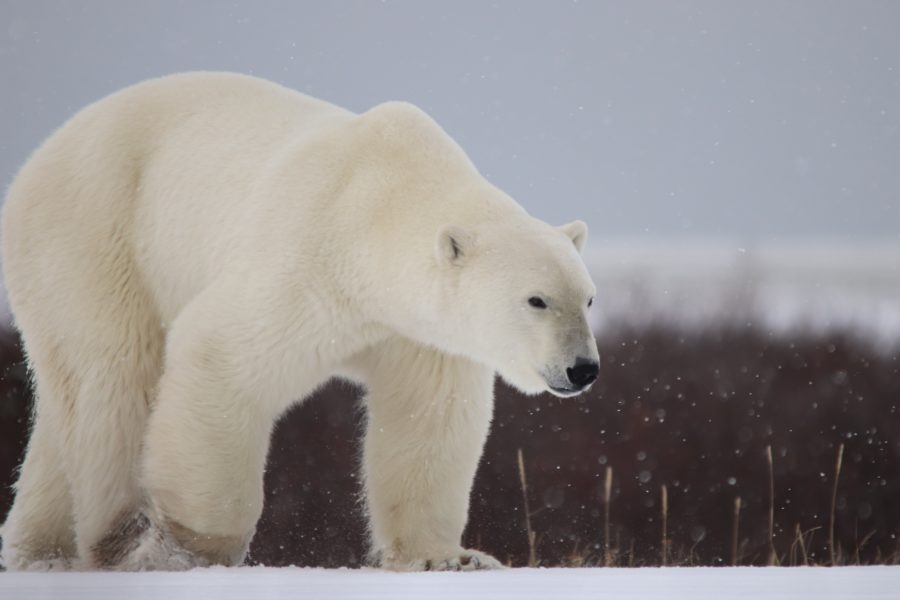 Polar Bear Photo Safari | Nanuk | Polar Bear Tours | Churchill Wild