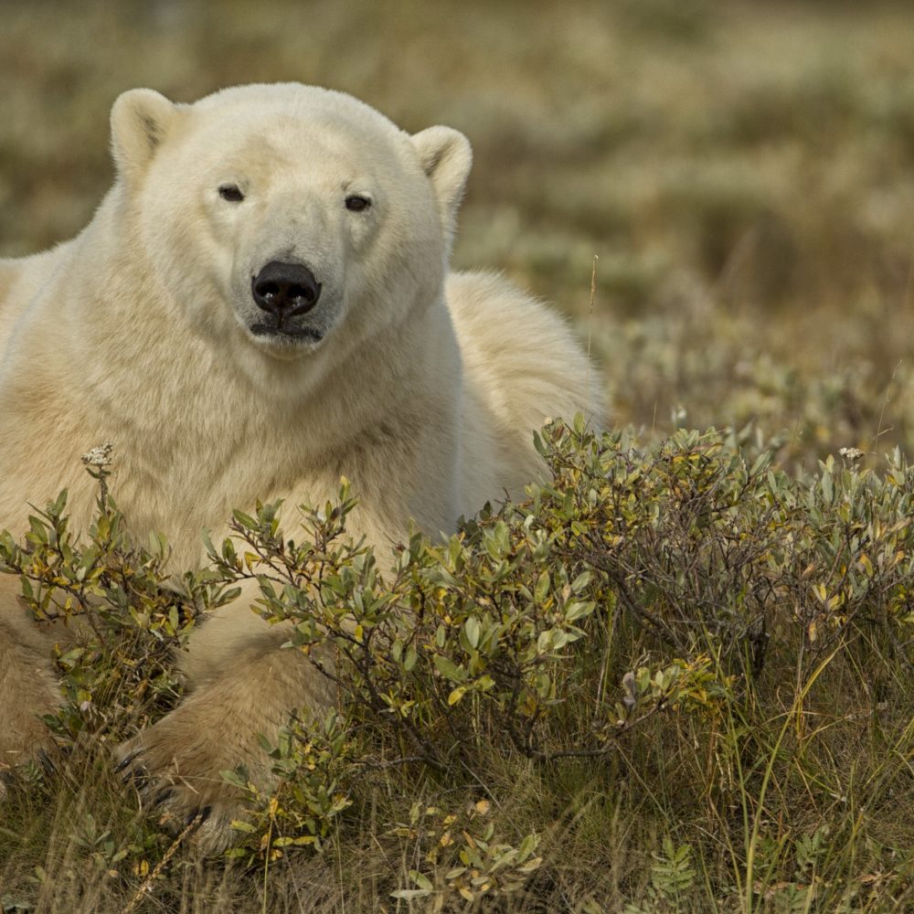 Lazy polar bear. Nanuk Polar Bear Lodge. Robert Postma photo.