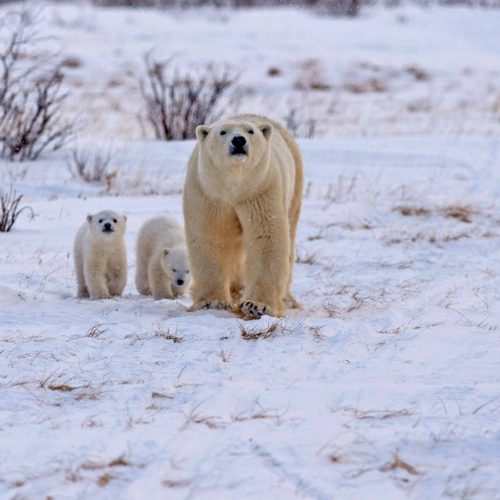 Polar bear and cubs. Nanuk Polar Bear Lodge. Josh Robson photo.