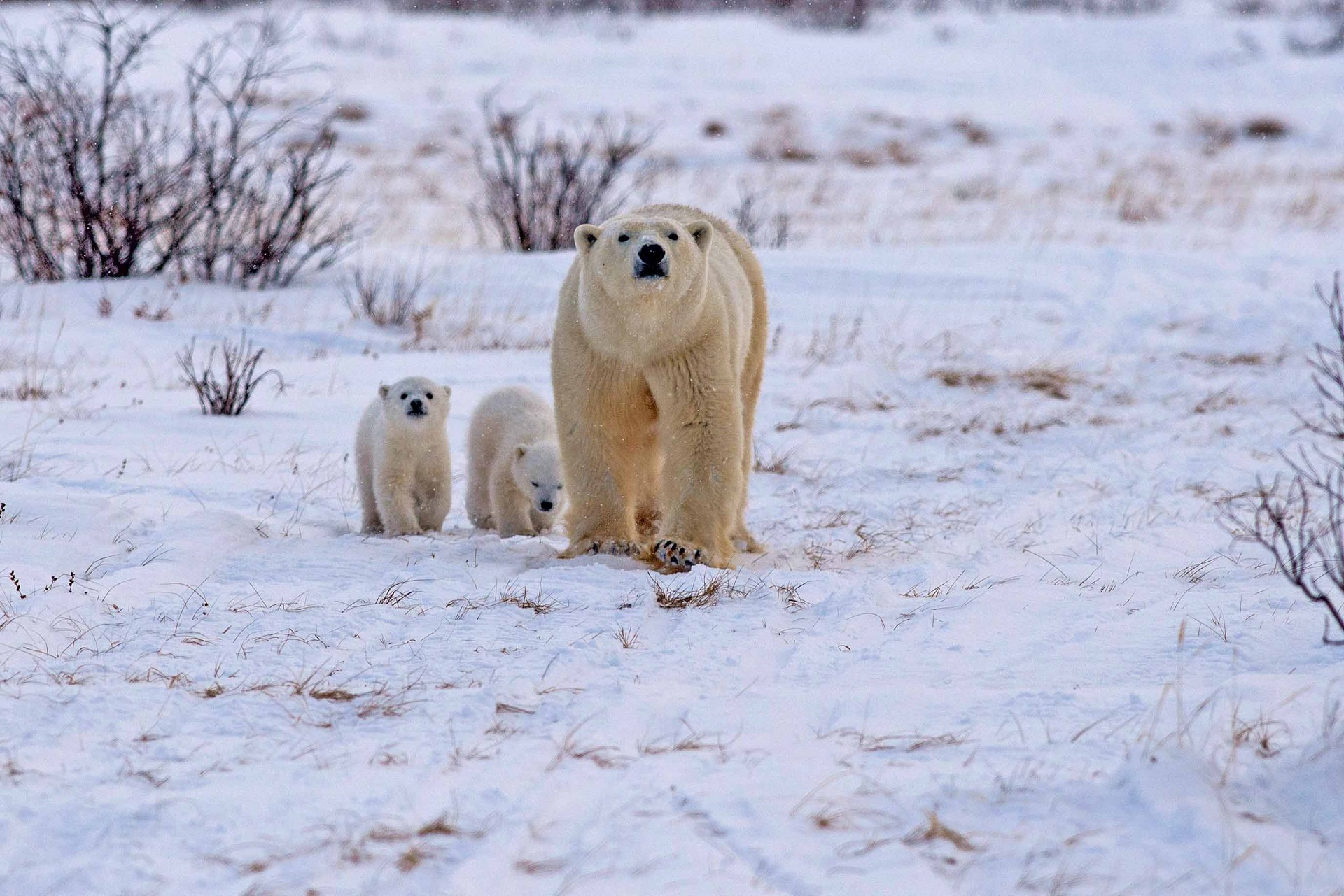 Polar bear and cubs. Nanuk Polar Bear Lodge. Josh Robson photo.