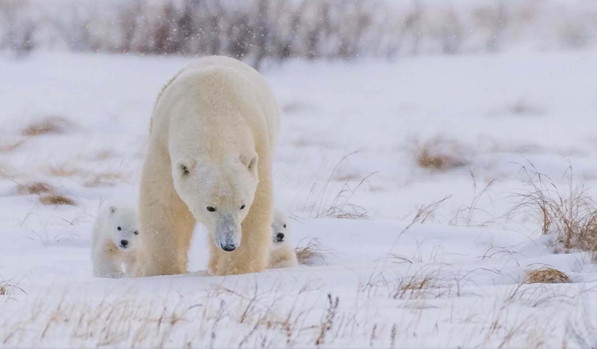 Mom and cubs. Den Emergence Quest. Nanuk Polar Bear Lodge. Jools Lloyd video capture.
