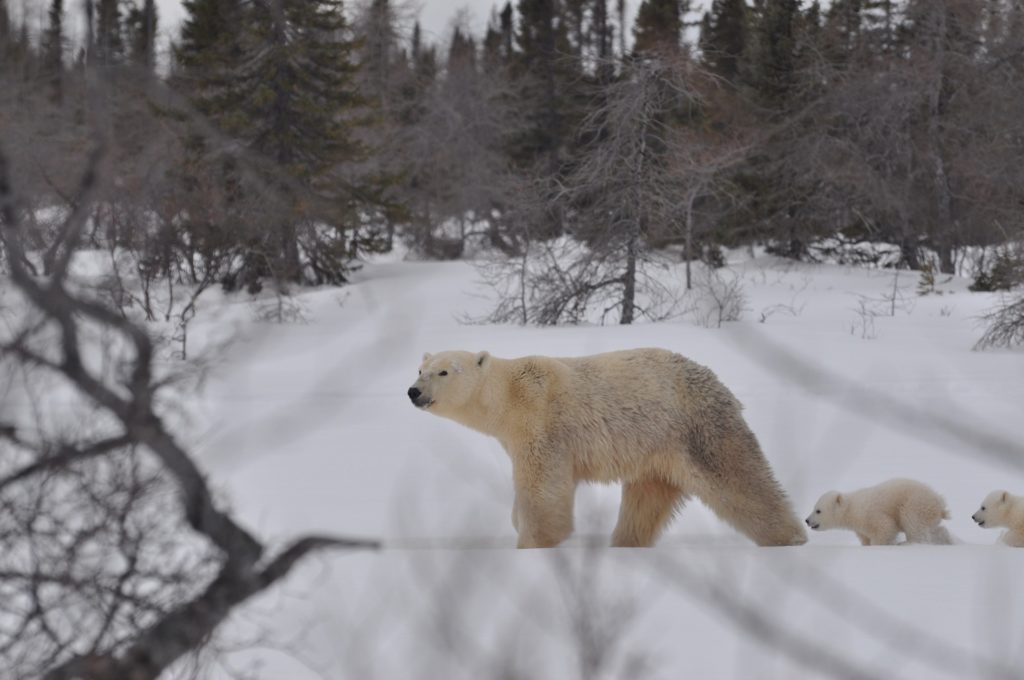 Polar bear mom and cubs. Nanuk Polar Bear Lodge. Albert Saunders photo.