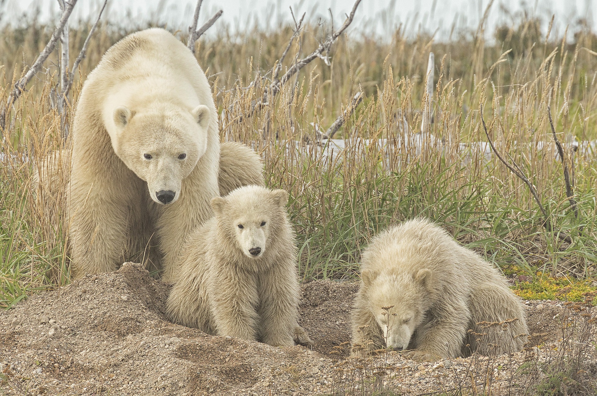 Mom and cubs. Nanuk Polar Bear Lodge. Robert Postma photo.