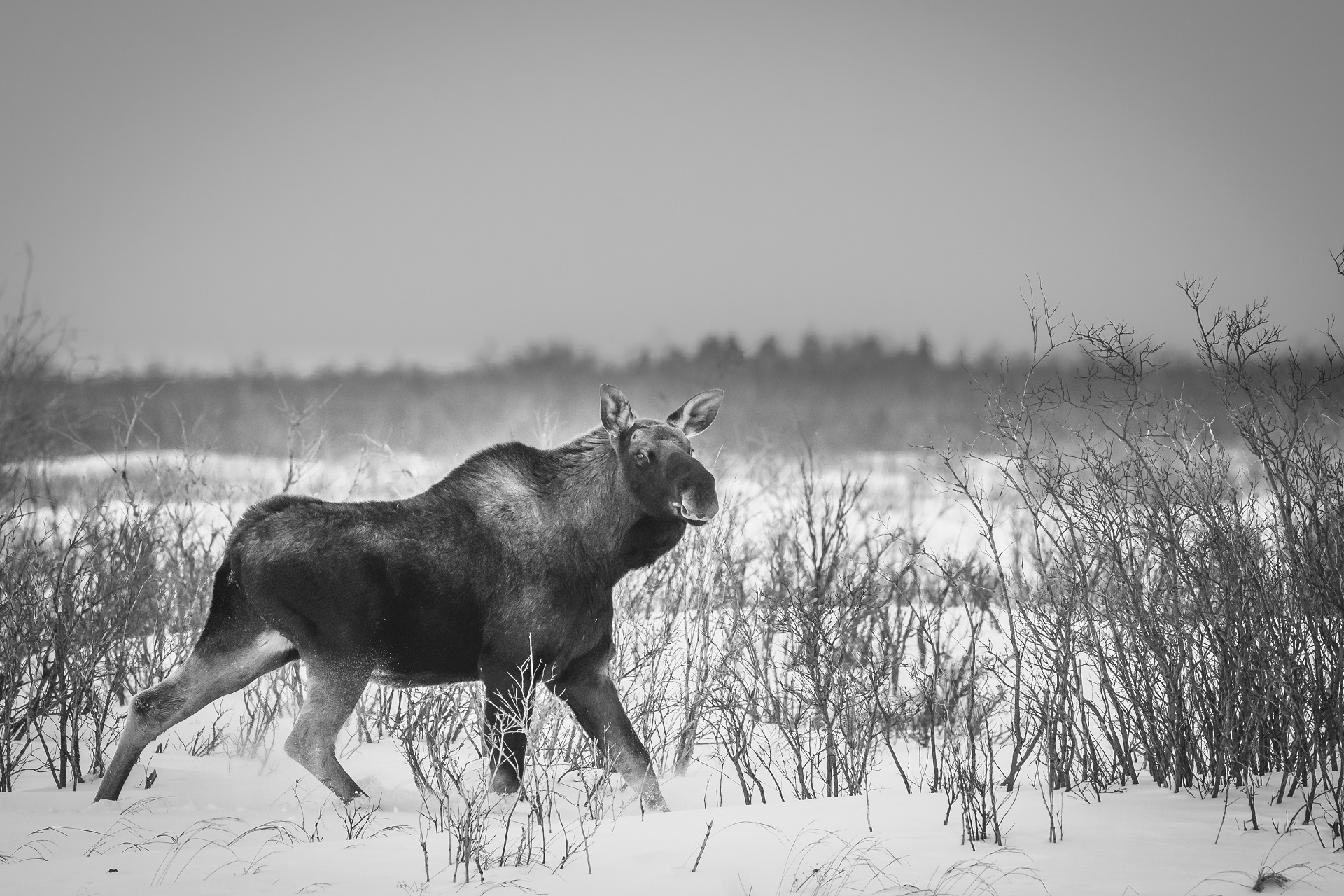Moose. Black and White photography. Jad Davenport photo.