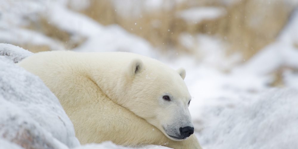 Peaceful polar bear. Dennis Fast photo.