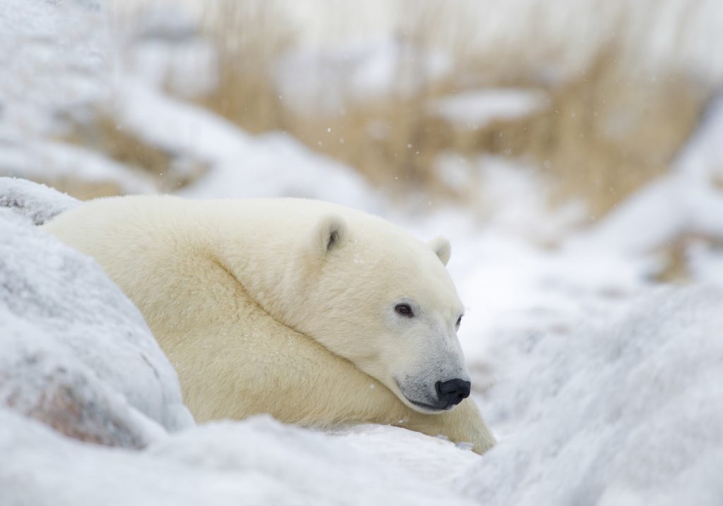 Peaceful polar bear. Dennis Fast photo.