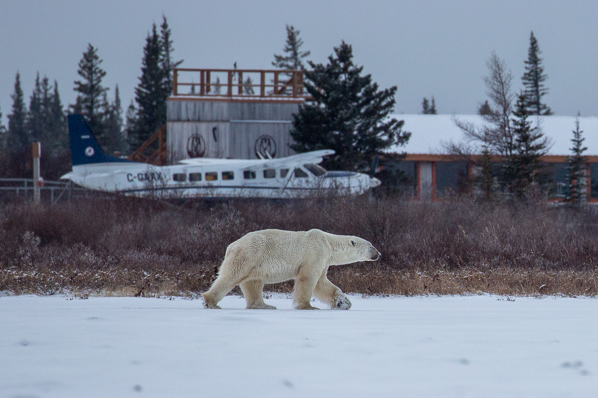 Polar bear strolling by Nanuk Polar Bear Lodge. Karl Heinz-Hoefert photo.
