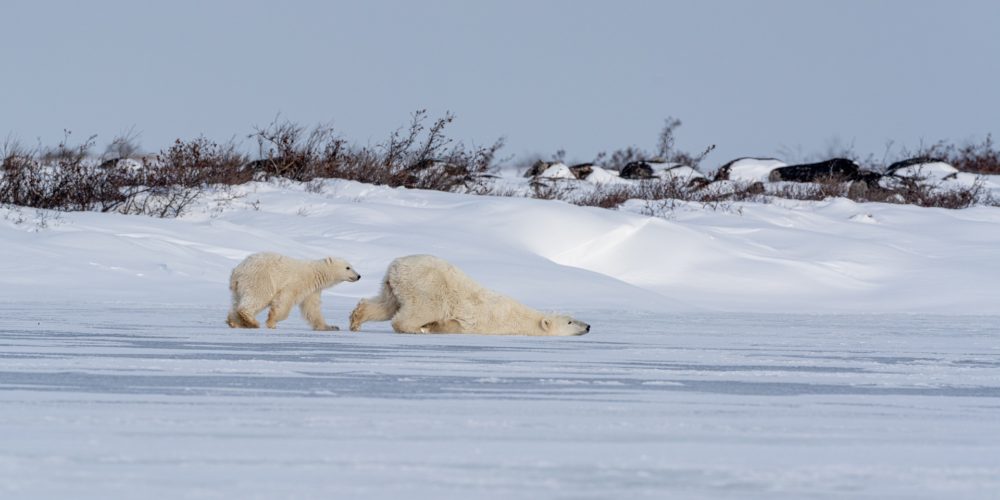 Polar bear and cub. Seal River Heritage Lodge. Christoph Jansen photo.
