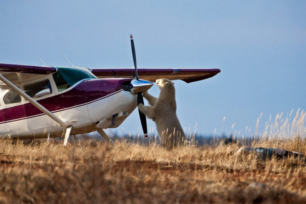 Polar bear and plane. Richard Voliva photo.