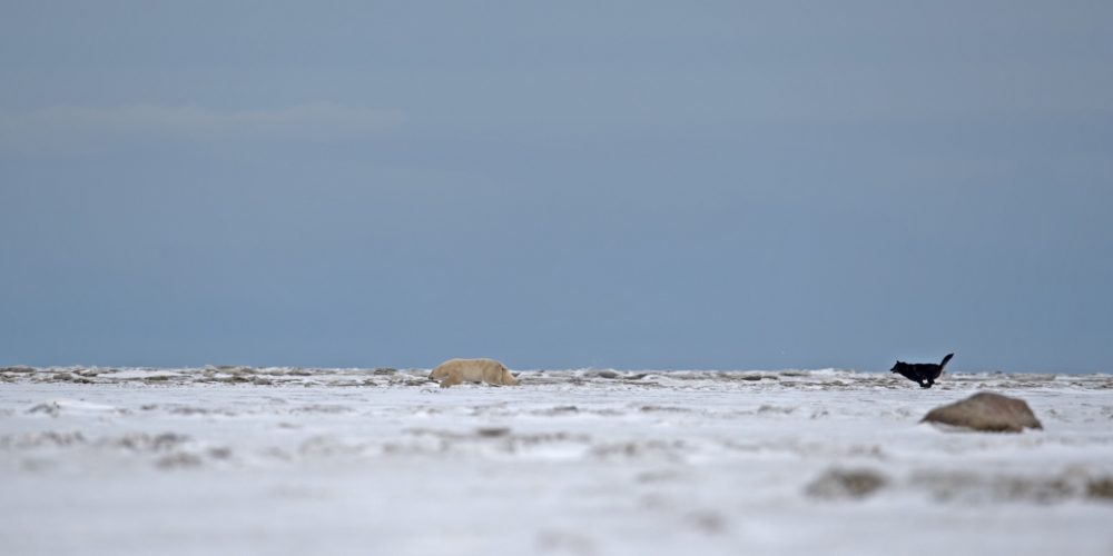 Wolf chasing polar bear. Nanuk Polar Bear Lodge. Jianguo Xie photo.
